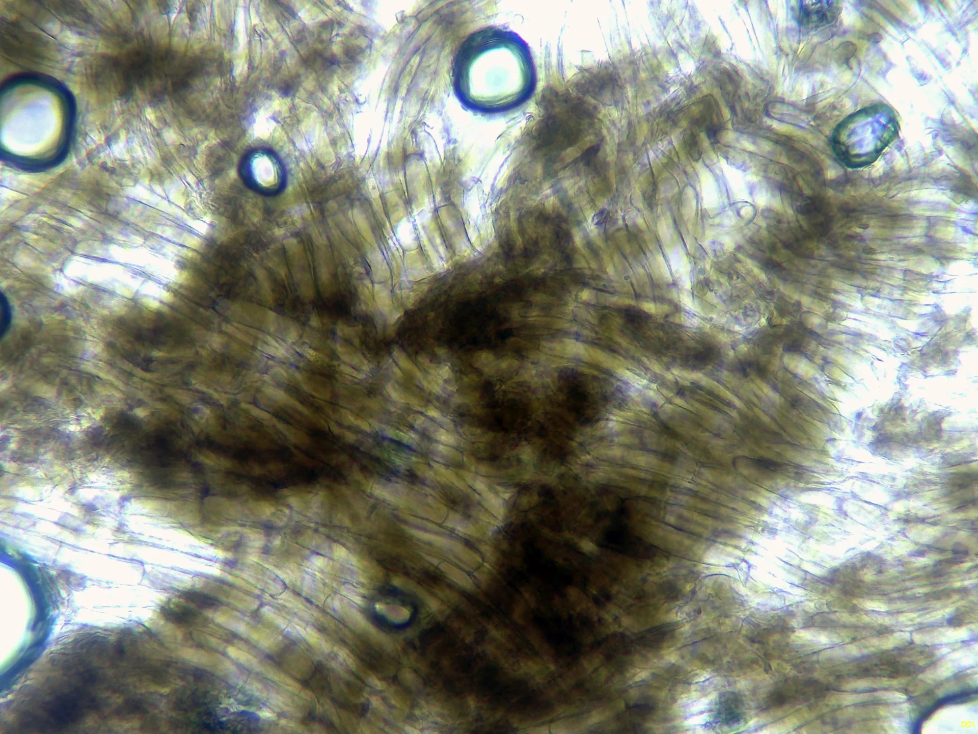 10 - Excípulo x 400 agua-001